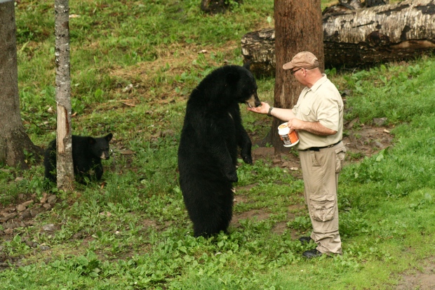 bear-safari-feeding